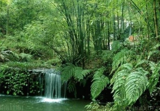 园林设计竹子资料下载-中国园林景观植物应用——竹类
