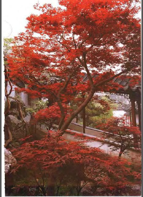中国古典园林平面图cad资料下载-中国古典园林艺术丛书——园林花木