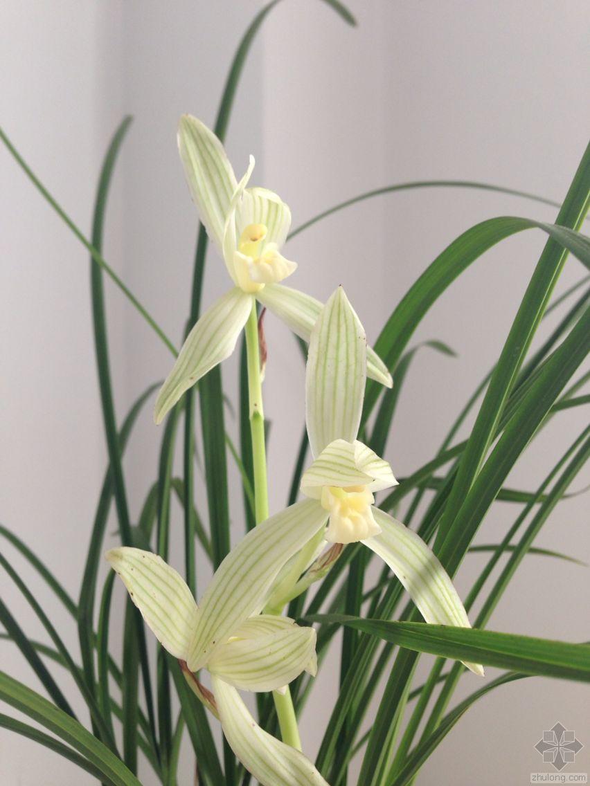 新入一盆碧龙玉素莲瓣兰