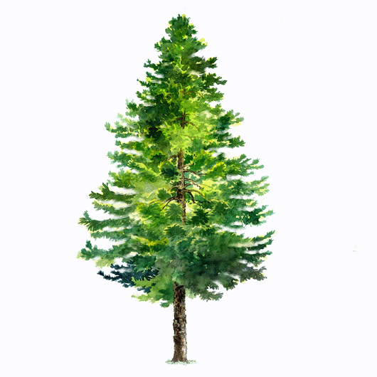 araucaria heterophylla 南洋杉.gif