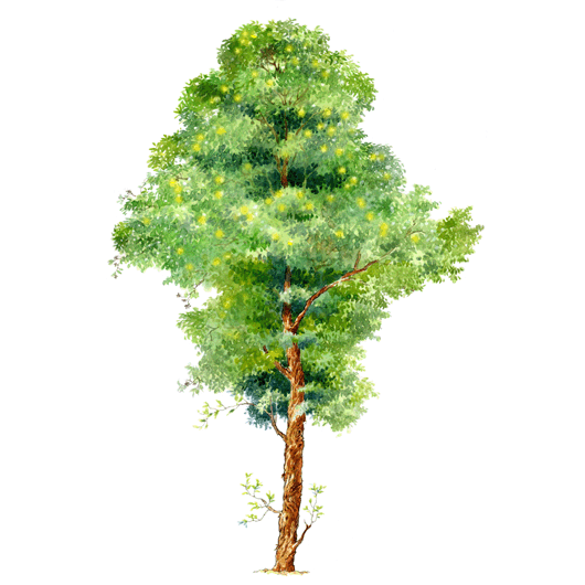 手绘立面树木(一)