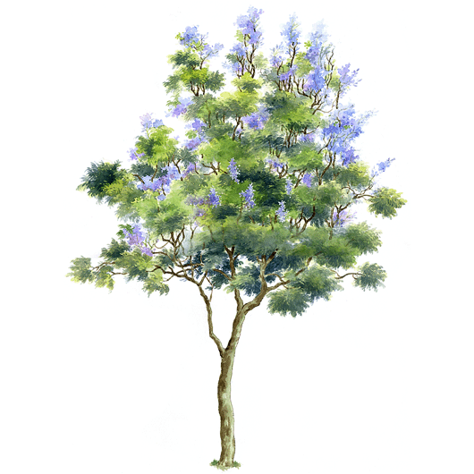 手绘立面树木（三）-藍楹 Jacaranda mimosifolia.gif