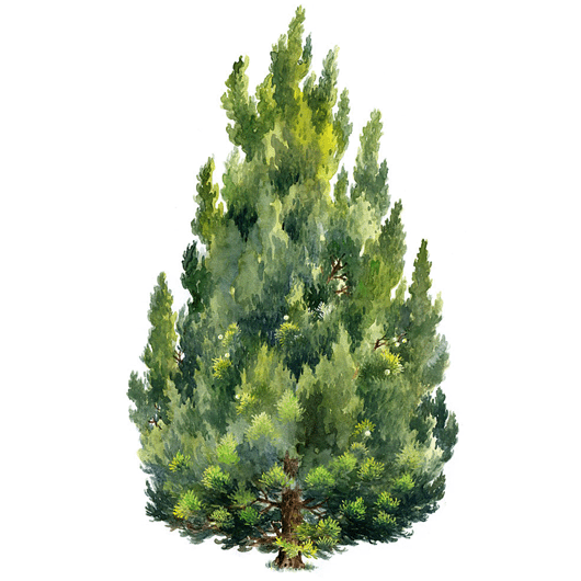 手绘立面树木（三）-龍柏 Juniperus chinensis cv. kaizuka.gif