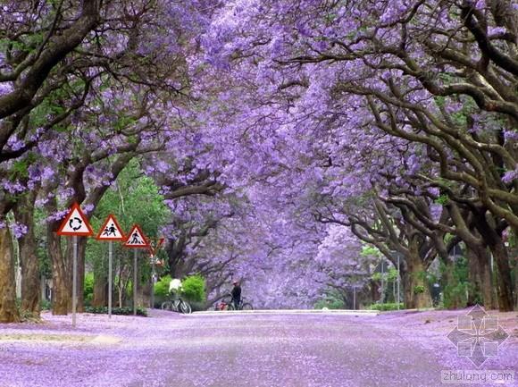 南非约翰内斯堡互动式公园资料下载-世界绝美十条树隧道