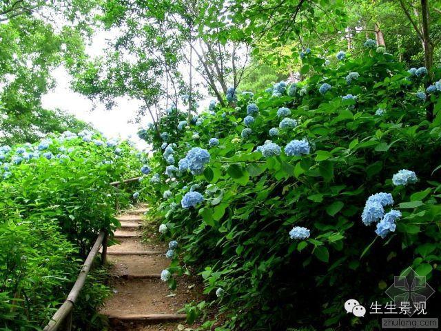 cad园林植物平面图资料下载-浅谈园林植物配置