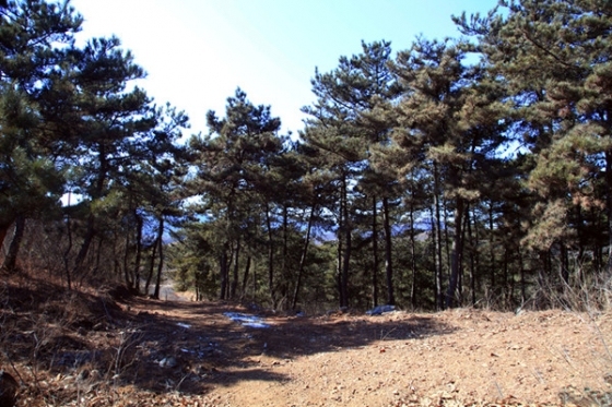 坝尺峪——天津蓟县的“世外桃源”-坝尺峪村南山松柏满目，四季风景如画