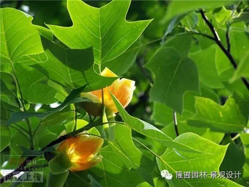 80种常见植物资料下载-常见园林绿化植物带图片80种