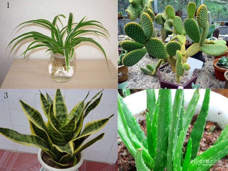 常见的绿化花卉资料下载-常见20种净化空气的室内植物