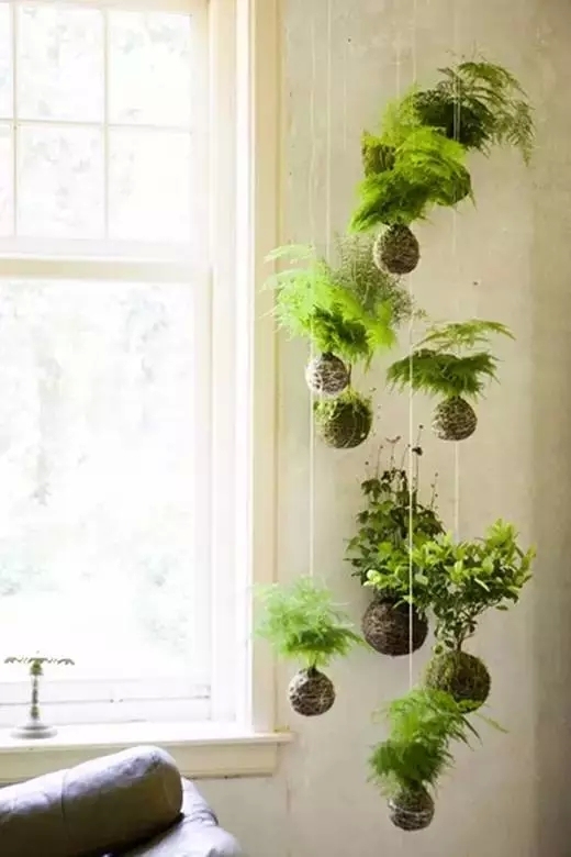 教你植物“贴”墙上-640.webp (13)