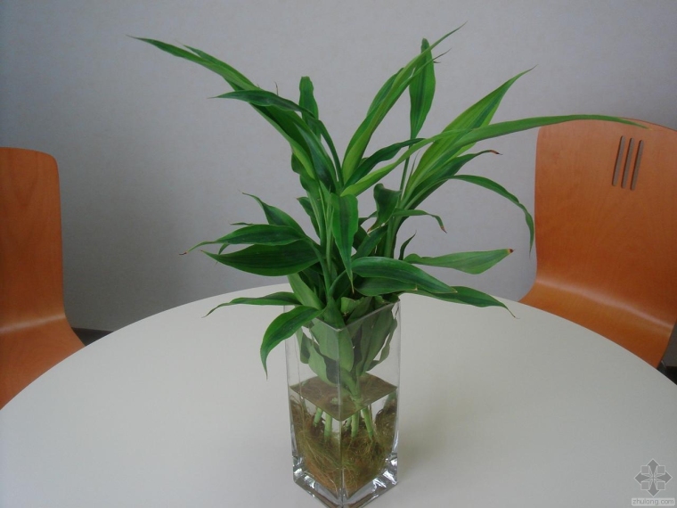 那些植物适合室内养资料下载-那些年适合在办公室养殖的水培植物