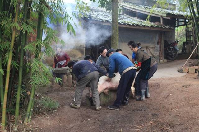 农村4层商住楼资料下载-搞啥建筑！我妈喊我回家杀过年猪啦！都说这个贼赚钱