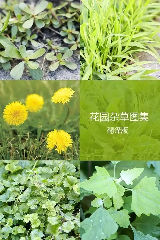 铸铁花栏杆图集资料下载-《花园杂草图集》，教你识别花园中的杂草