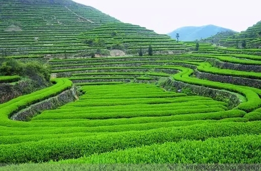 花卉主题景方案资料下载-蔬菜、花卉、药材、果树 种什么最有“钱”景？