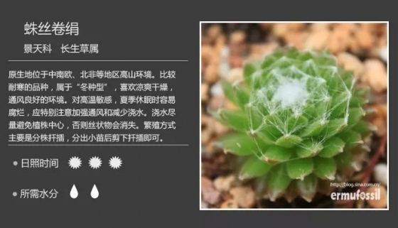 最新150多种多肉植物养护对照表炒鸡赞~-0 (15).jpg