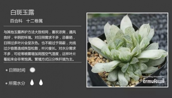 最新150多种多肉植物养护对照表炒鸡赞~-0 (40).jpg