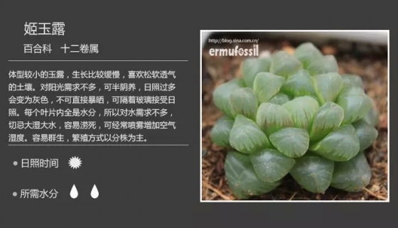 最新150多种多肉植物养护对照表炒鸡赞~-0 (41).jpg