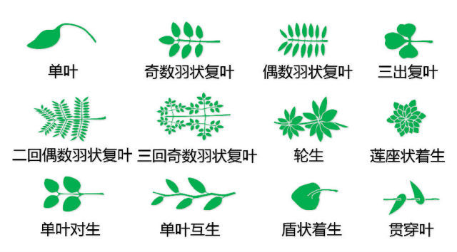 植物架子su资料下载-小抄来了：植物识别口诀