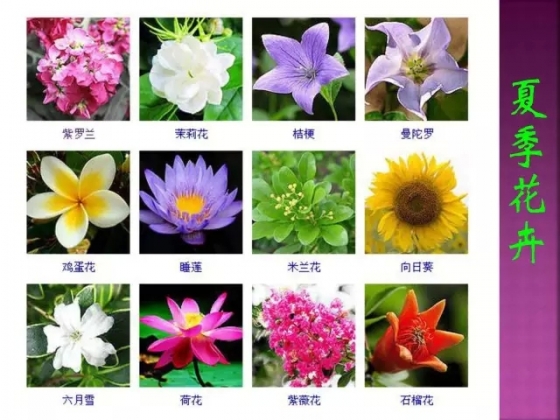 花卉品种图及名称大全图片