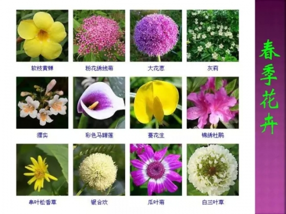 [资料]超全常见花卉植物图谱(1332种)
