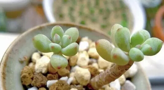 常见的多肉植物品种资料下载-多肉植物越胖越好看  赞同不