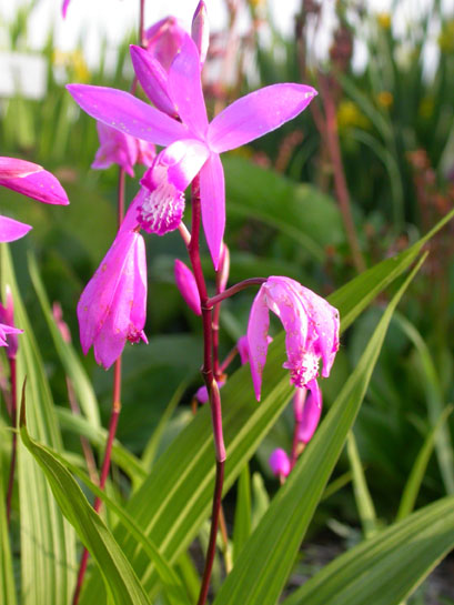 白芨