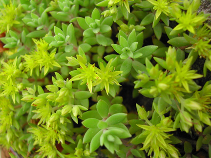 垂盆草-景观植物案例-筑龙园林景观论坛