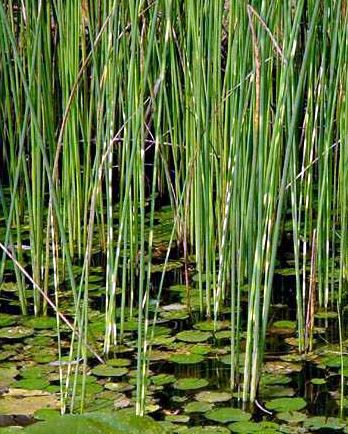 水葱-景观植物案例-筑龙园林景观论坛
