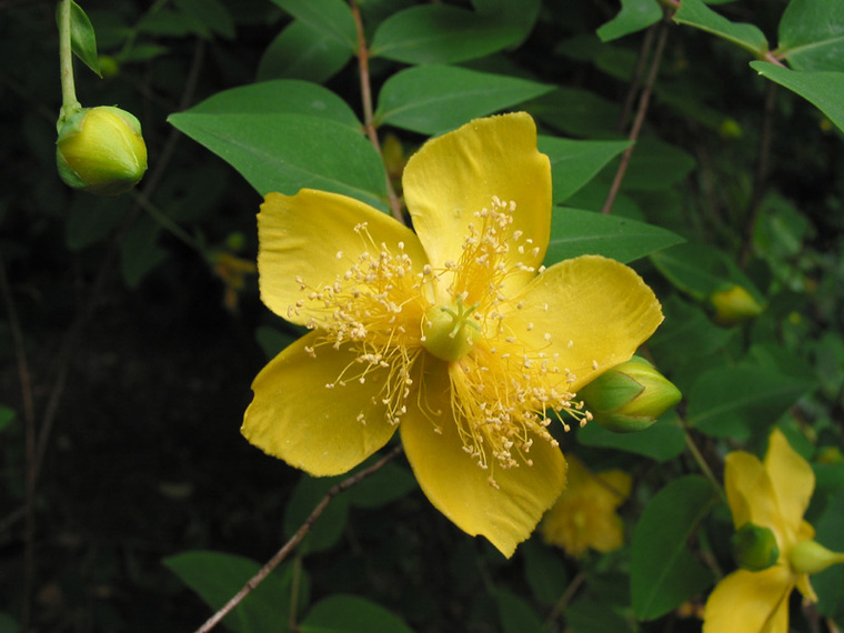 [分享]金丝楠木资料下载