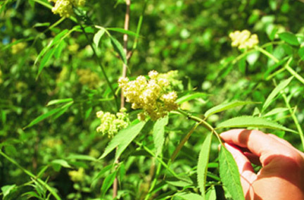 景观植物实景图片资料下载-接骨木