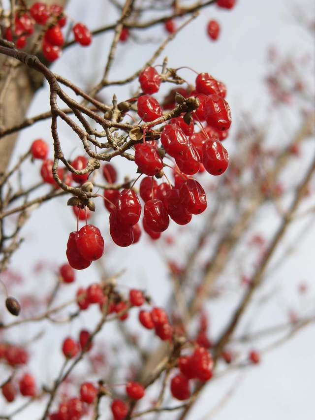 山茱萸-景觀植物案例-築龍園林景觀論壇