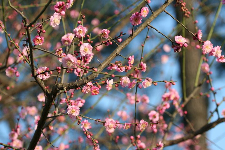 山梅花资料下载-山梅花