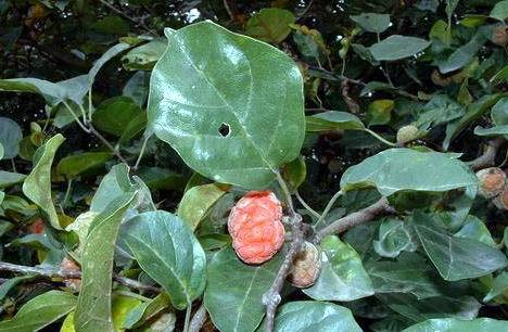 柘树-景观植物案例-筑龙园林景观论坛
