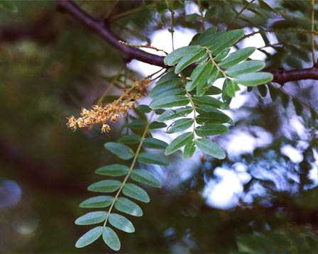 山皂荚