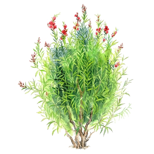 新帖排行景观植物案例_景观植物实景照片_景观植物设计方案_景观植物