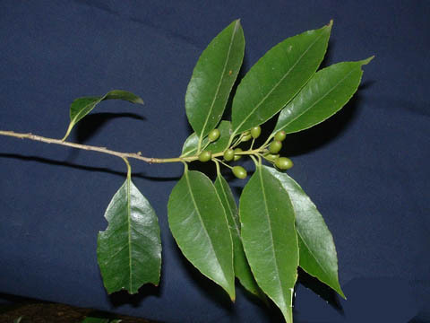 分享二核冬青资料下载