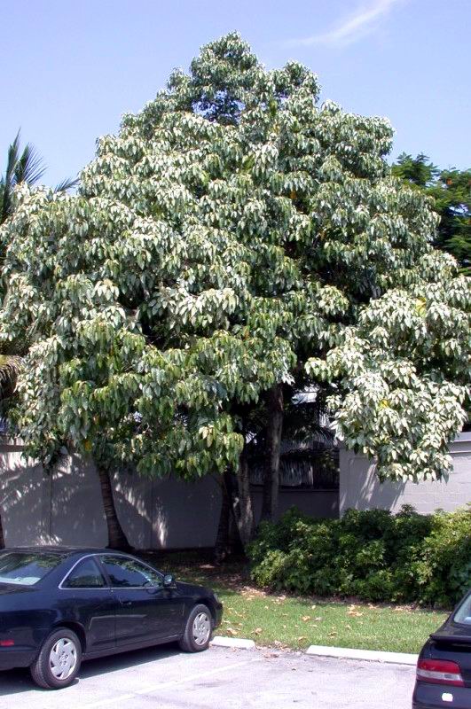 石栗-景观植物案例-筑龙园林景观论坛