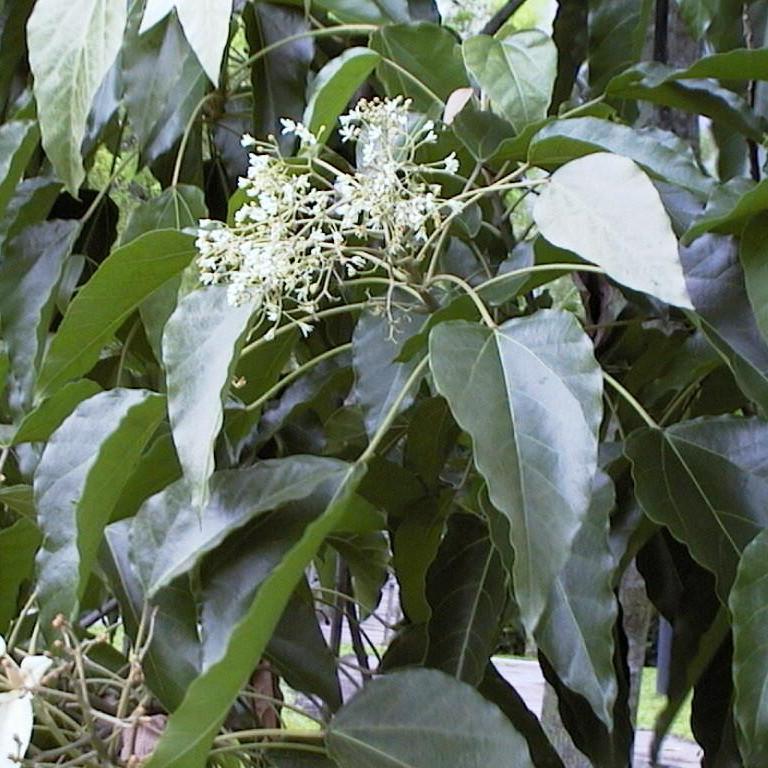 石栗-景观植物案例-筑龙园林景观论坛