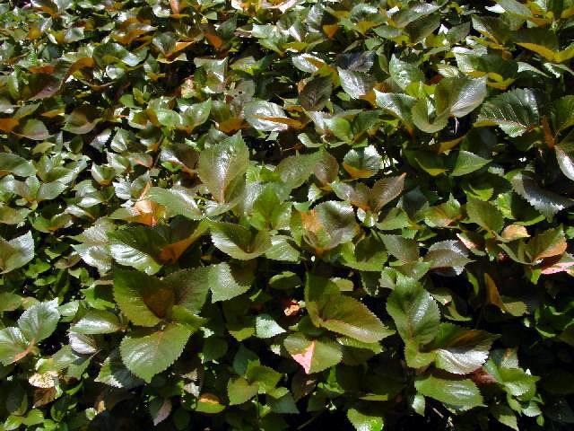 红桑-景观植物案例-筑龙园林景观论坛