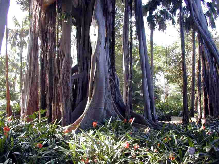 印度橡胶榕-景观植物案例-筑龙园林景观论坛