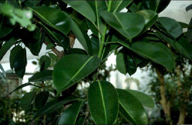 印度橡胶榕-景观植物案例-筑龙园林景观论坛