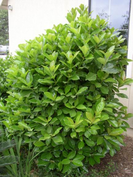 华南珊瑚树-景观植物案例-筑龙园林景观论坛