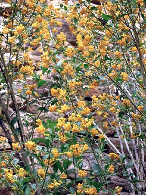 黄花香树疙瘩图片图片