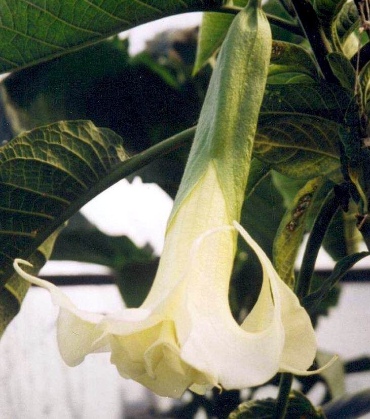 白花曼陀罗