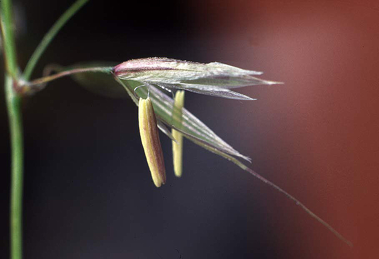 花叶燕麦草