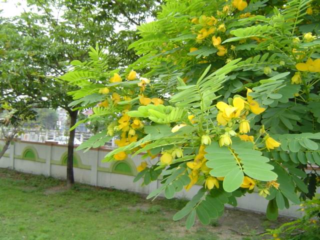 黃花槐-景觀植物案例-築龍園林景觀論壇