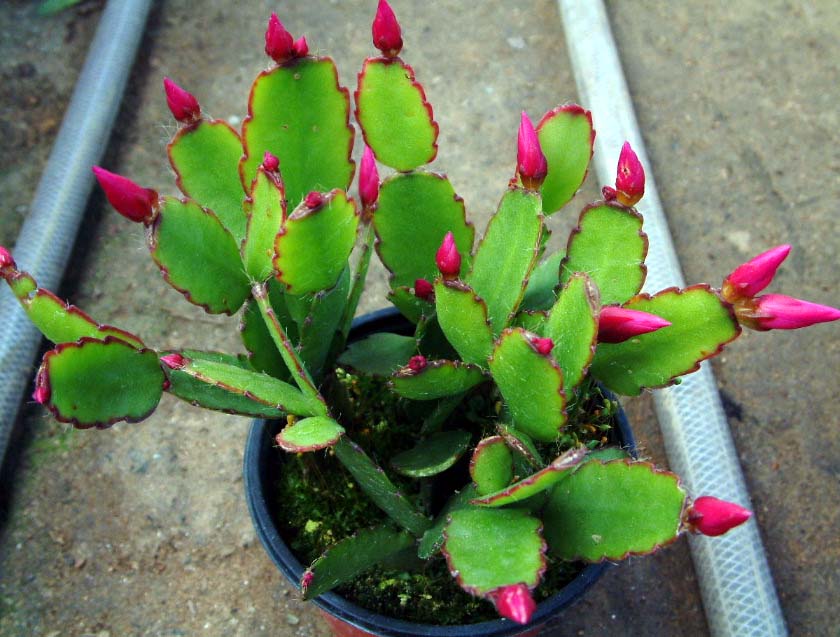 假昙花