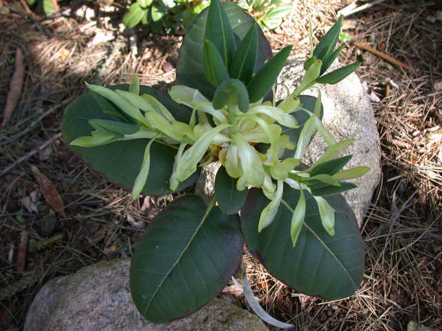 蓝果杜鹃-景观植物案例-筑龙园林景观论坛
