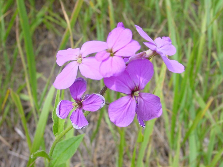 蓝香芥