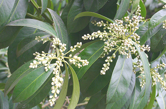棱角山矾-景观植物案例-筑龙园林景观论坛