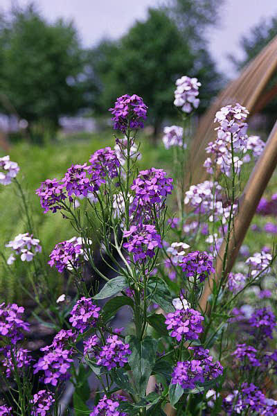 蓝香芥小苗图片图片